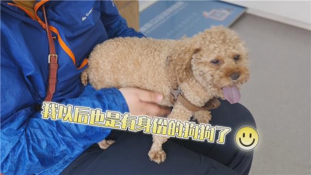 办一张狗证大概需要多少钱