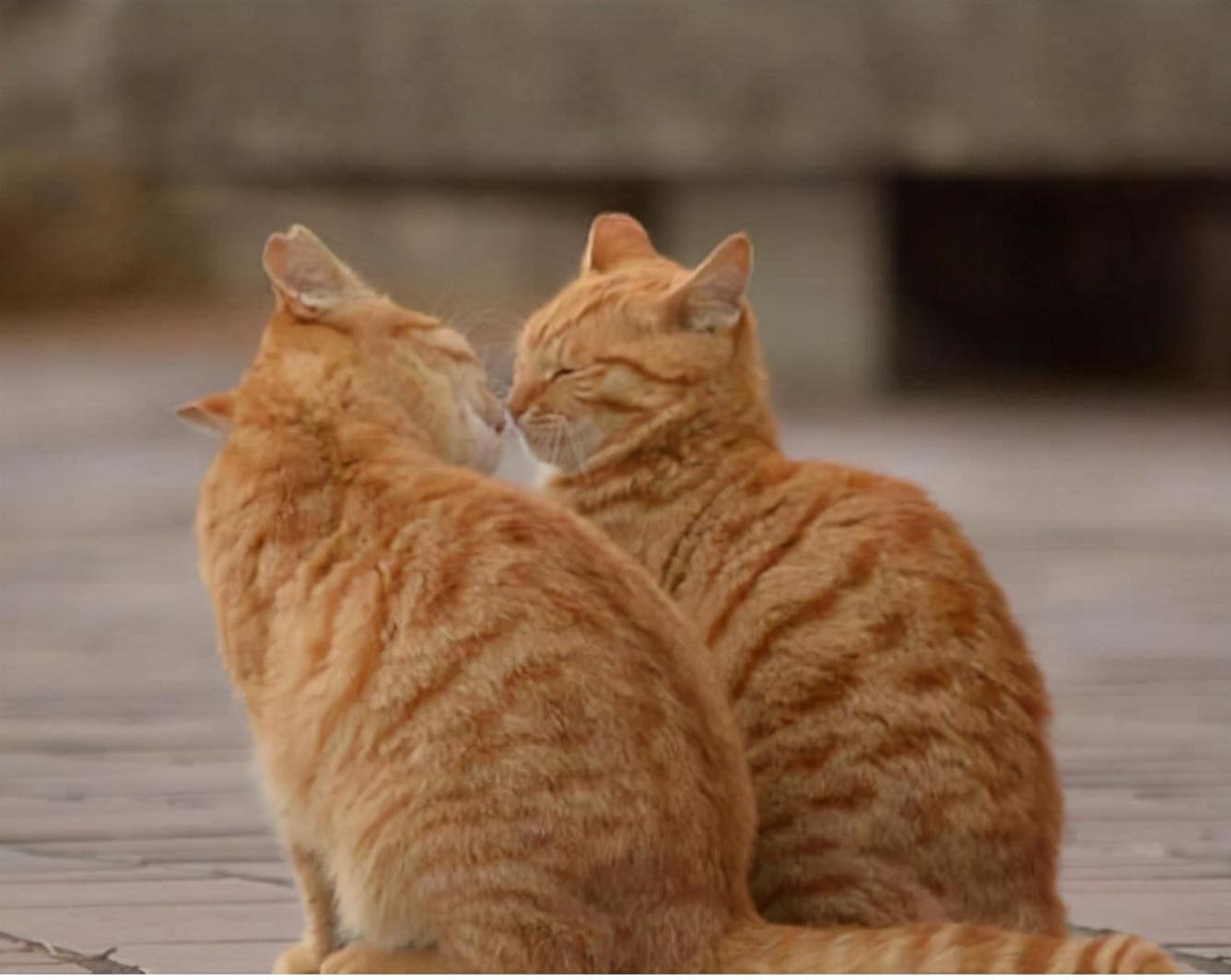 猫咪出生后几个月开始发情