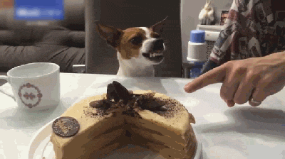 杰克罗素梗为什么价格高