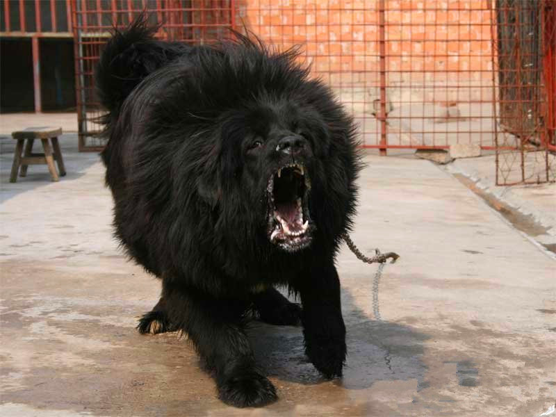 中国目前最贵的藏獒