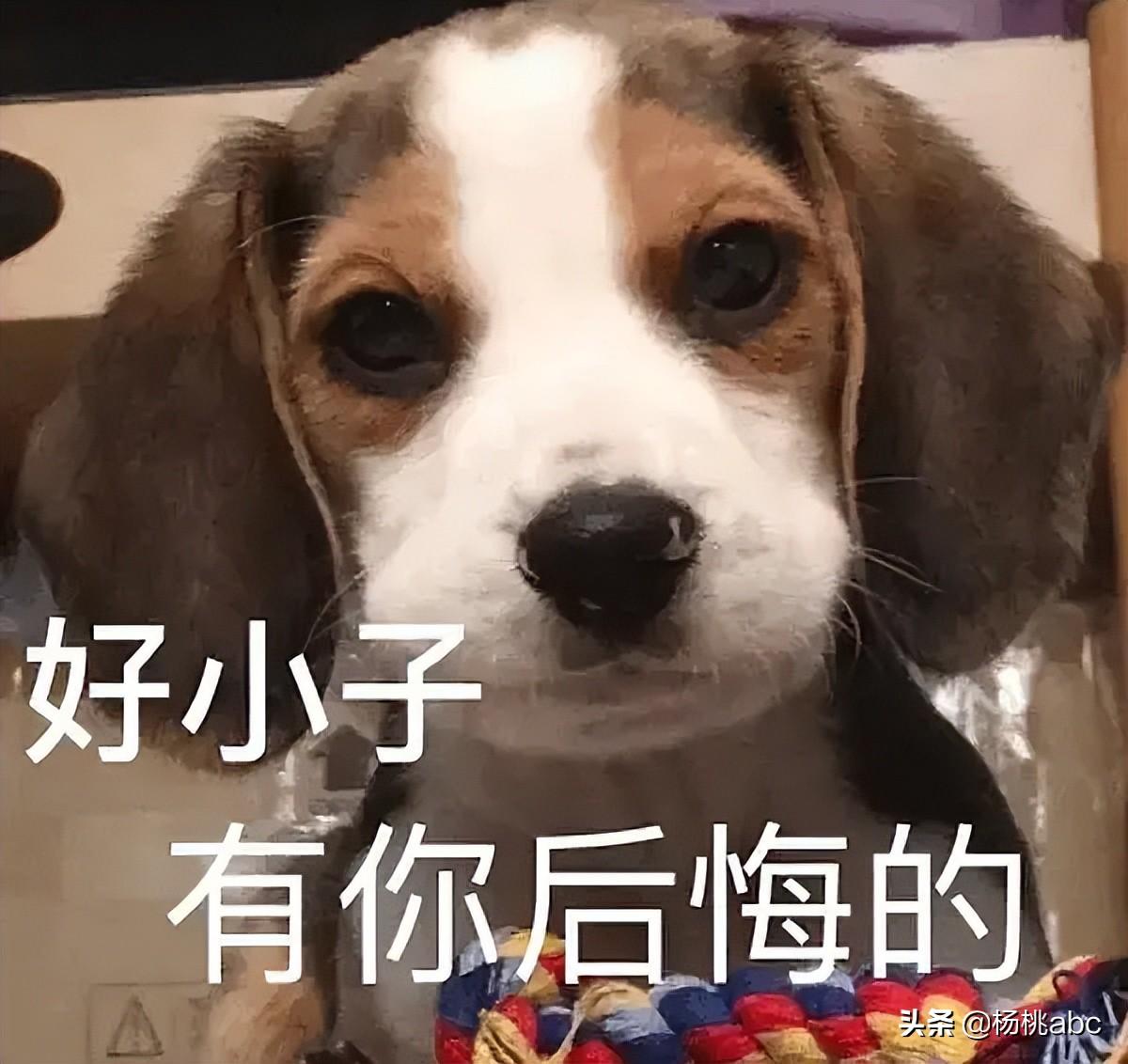 宠物保健品有哪些