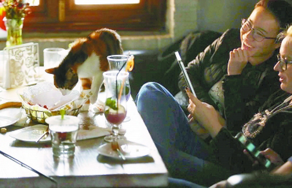 餐饮店内是否可以养猫