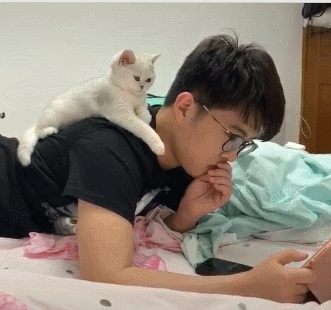 银渐层为什么不建议养