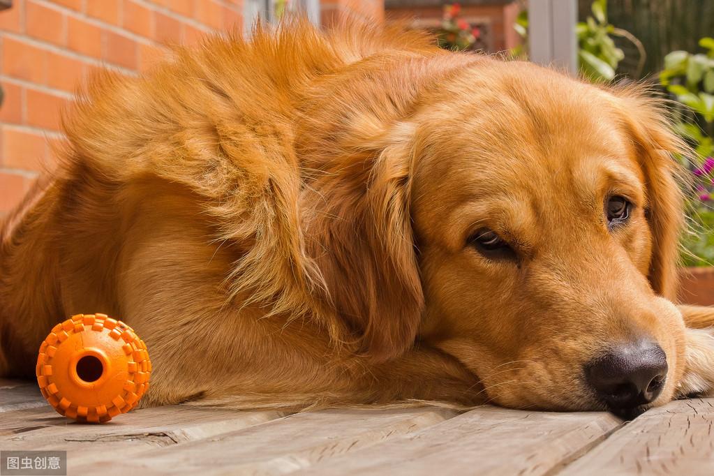 为什么那么多人喜欢金毛