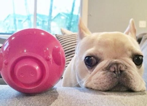 法国獒犬怎么喂养