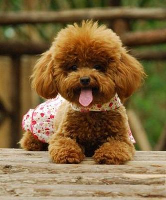 棕色卷毛狗的品种及图片价格