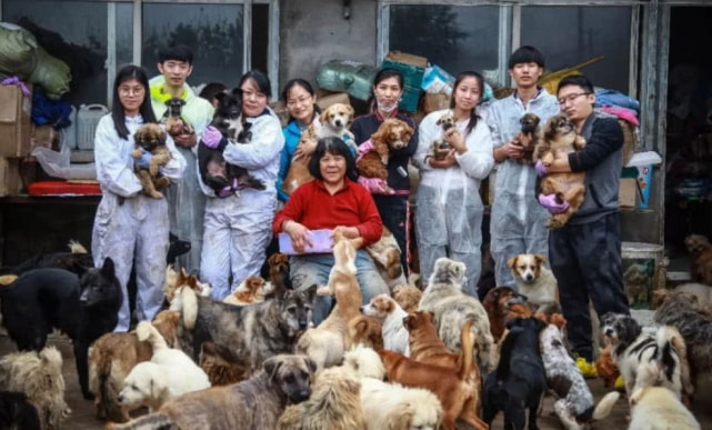 爱狗人士花钱救狗