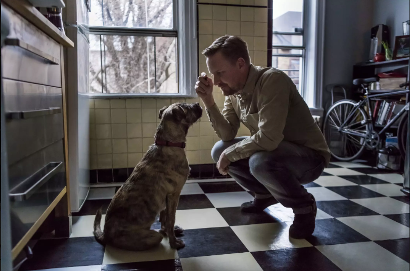 加纳利犬好养吗