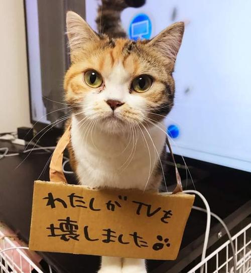 猫咪犯错了能打吗