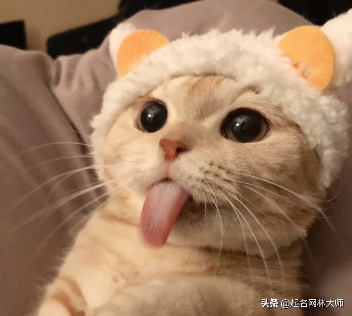 90后给猫取名字