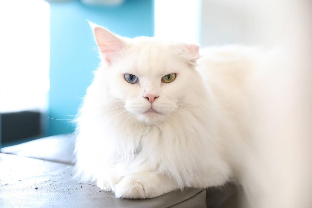 蓝眼睛的猫有哪些品种怎么区分