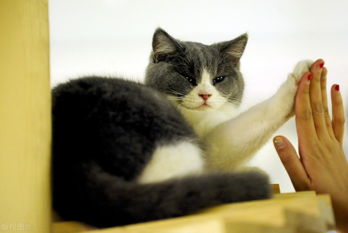 坐船可以带宠物猫吗