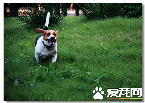 比格犬怎么训练