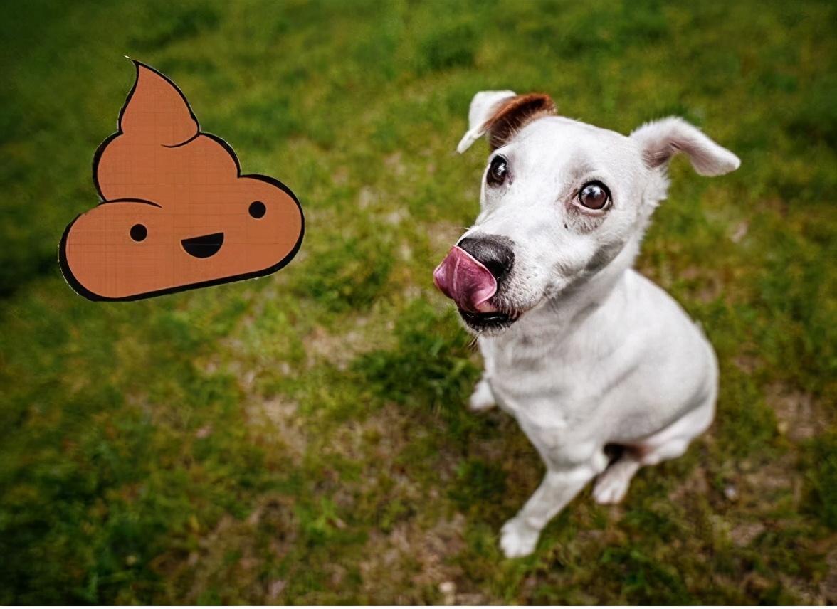 宠物狗吃自己拉的屎是怎么回事