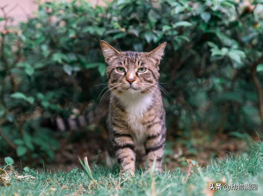 花狸猫是什么品种的猫
