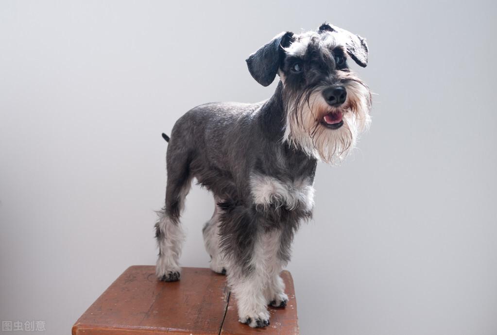 雪纳瑞能卖多少钱一只