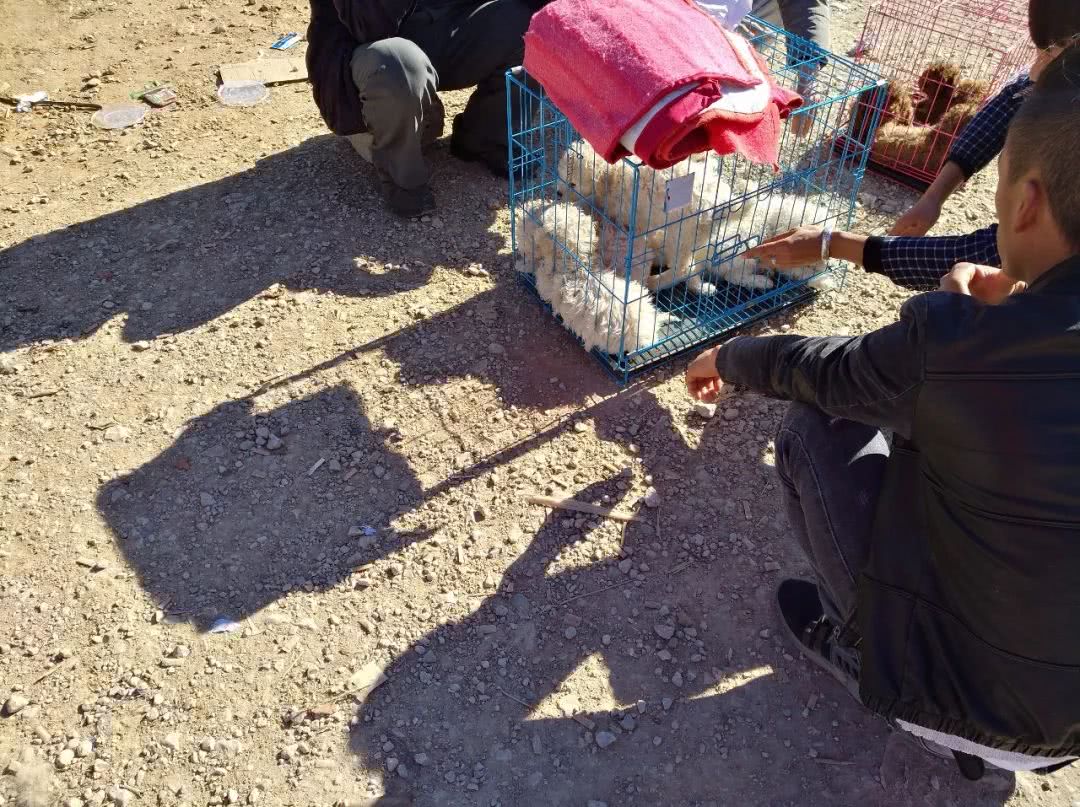 小比熊犬多少钱一只