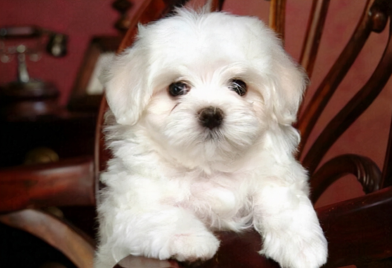 狗狗眼屎多怎么回事啊