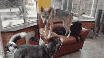 捷克狼犬在中国禁养吗