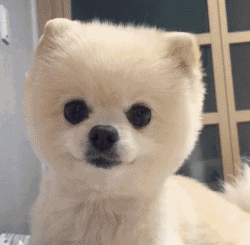 小狐狸狗狗图片