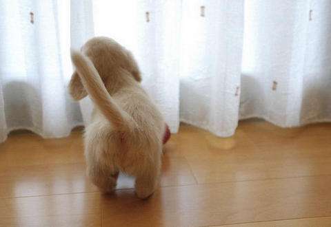 狗狗左右摇尾巴代表什么意思