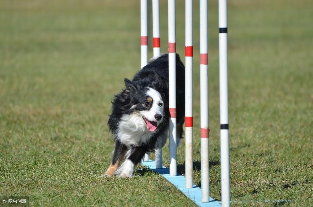 澳大利亚牧羊犬多少钱一只