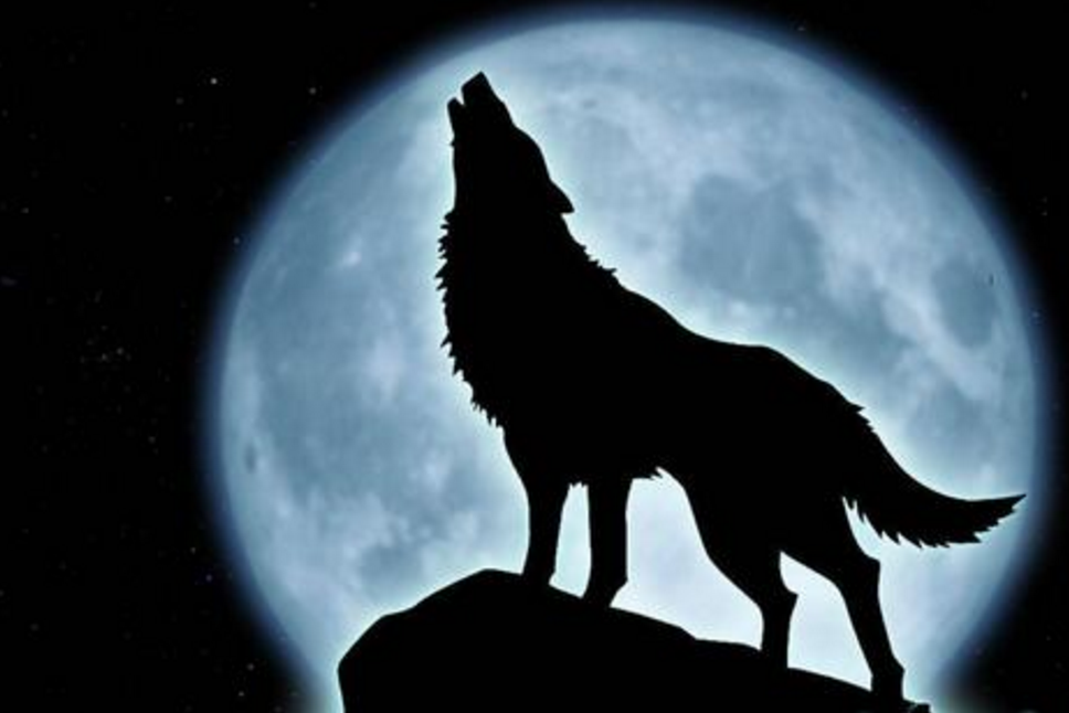 哈士奇狼嚎是为什么