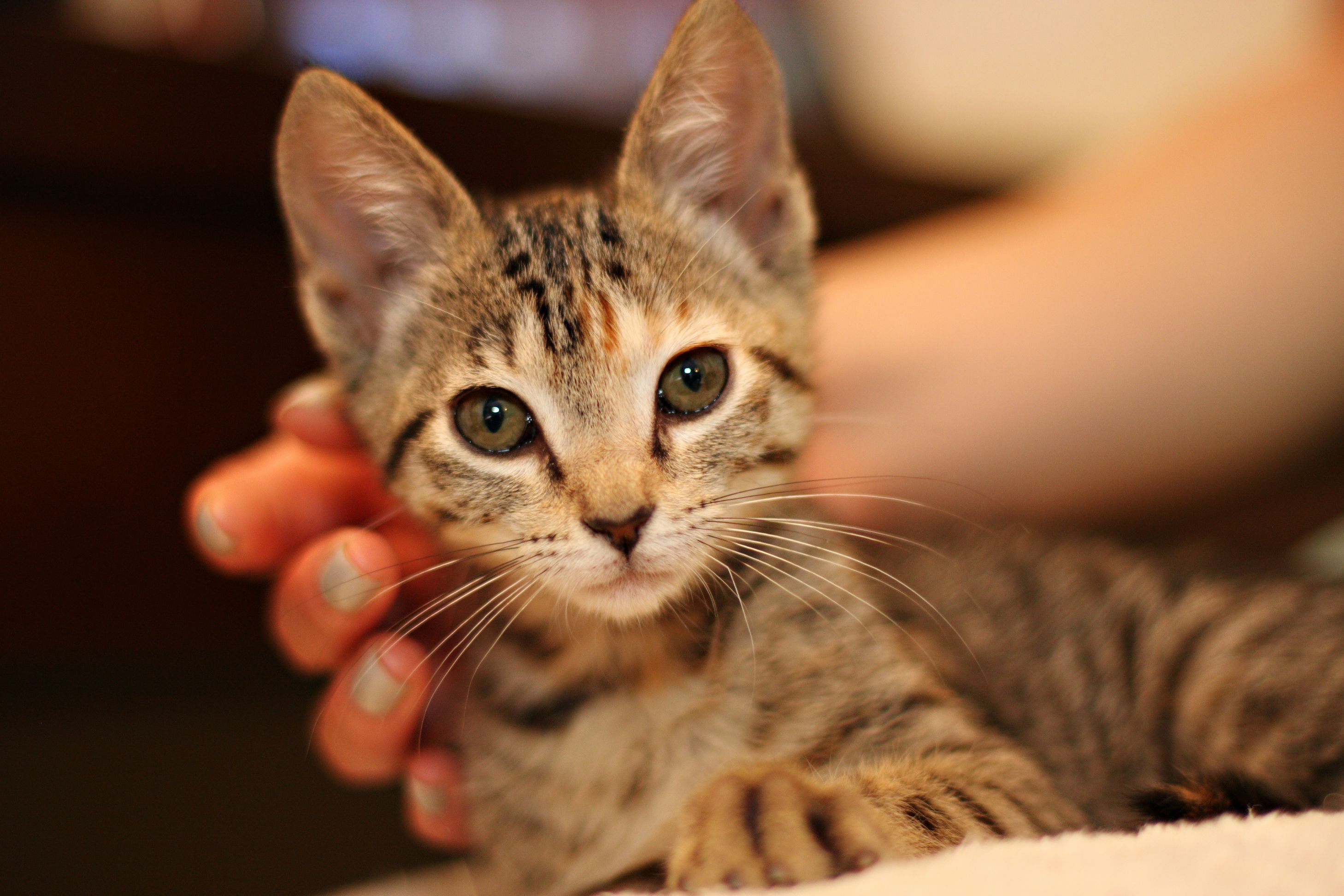 常见的宠物猫有哪些