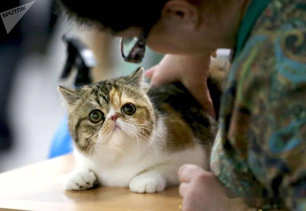 加菲猫好养吗 需要注意些什么