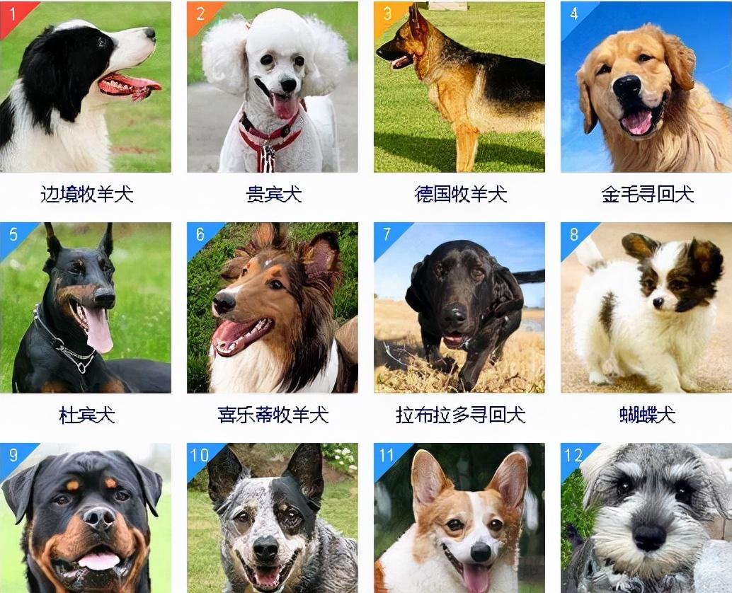 宠物犬智商排名