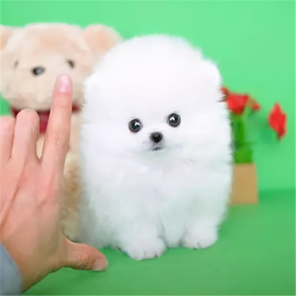 茶杯犬价格多少钱一只