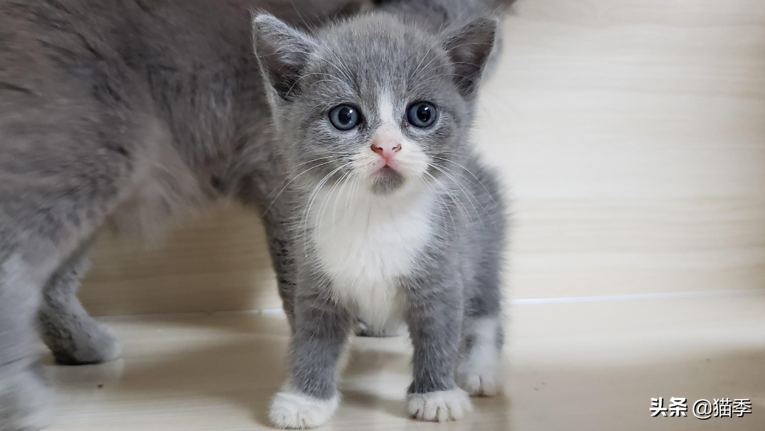 宠物猫多大可以离开母猫