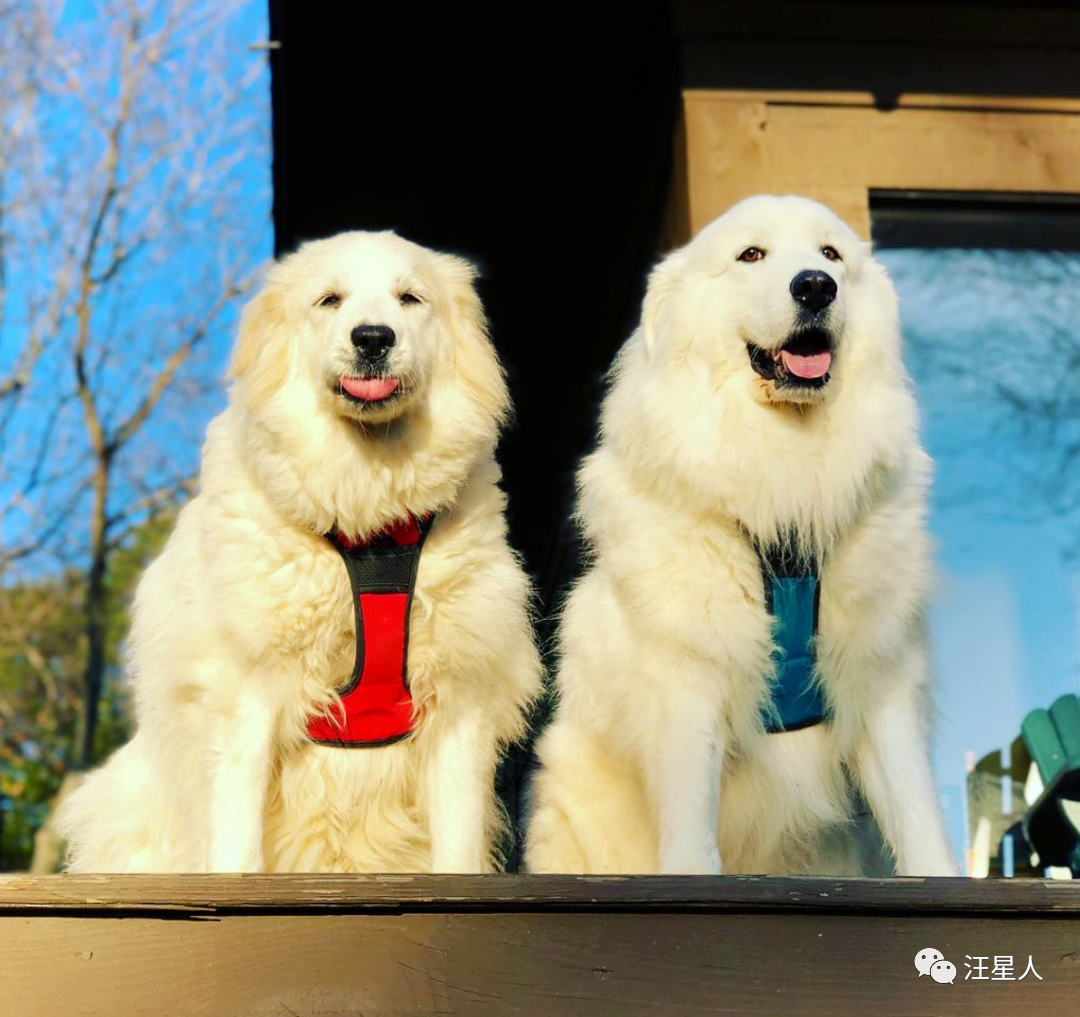 最忠诚的狗排名