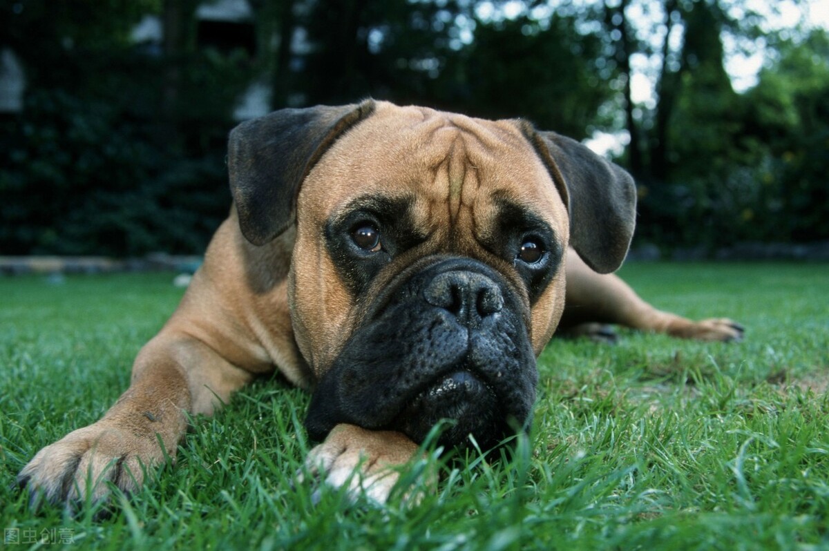 西班牙马士提夫