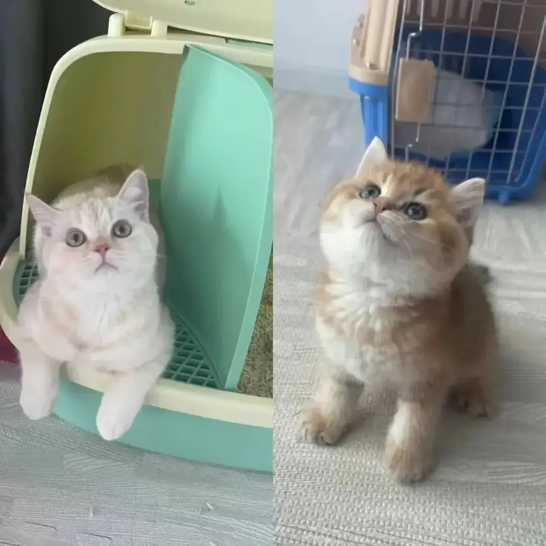 宠物保姆多少钱一天