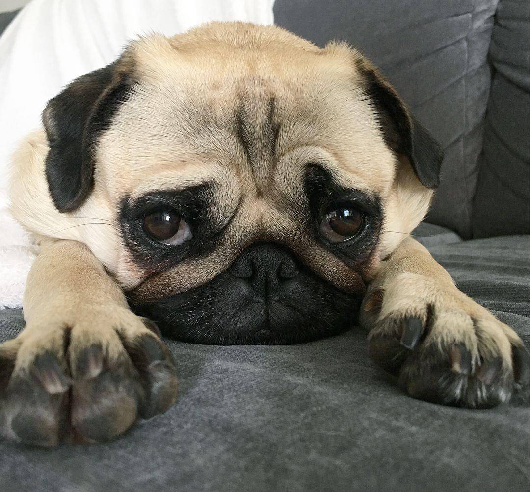 巴哥犬相当于几岁小孩智商