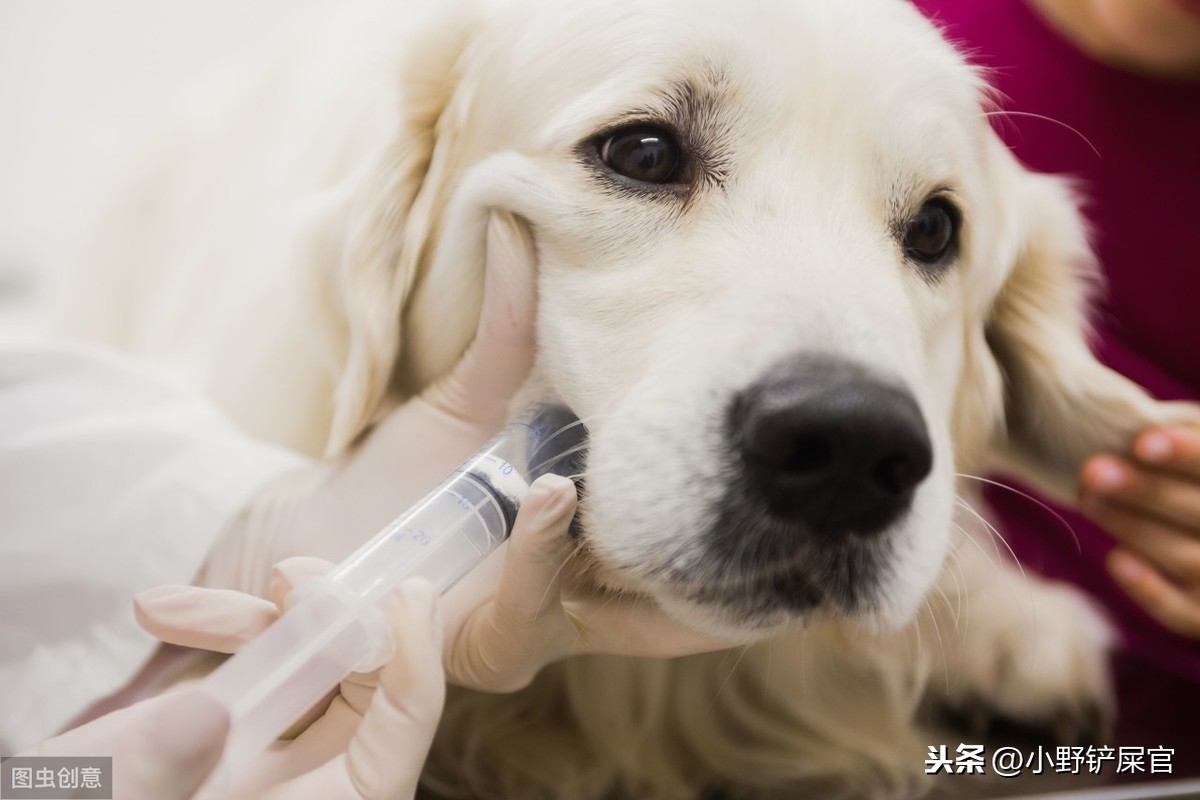 狗狗角膜炎用什么药效果好