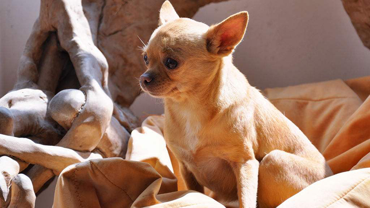 狗狗发烧吃什么药