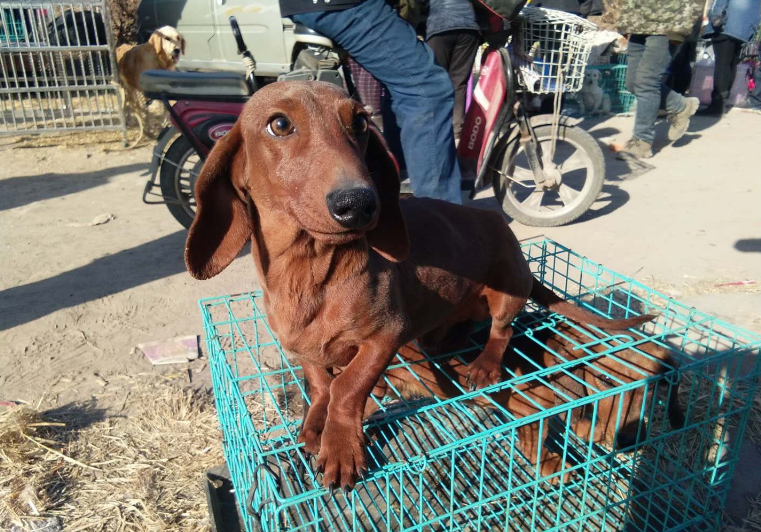 迷你泰迪多少钱一只