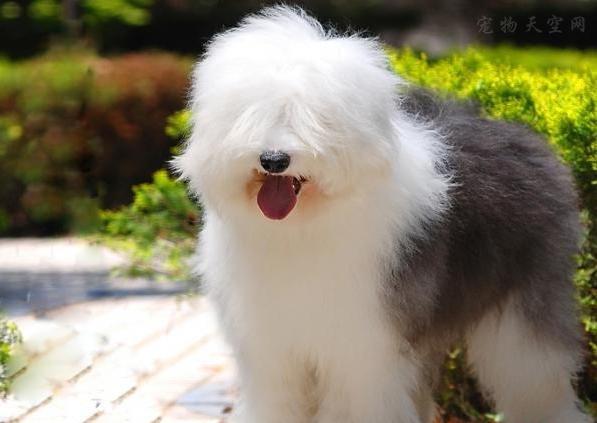 古代牧羊犬价格多少钱一只