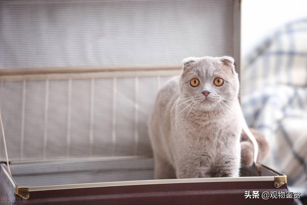 猫可不可以快递