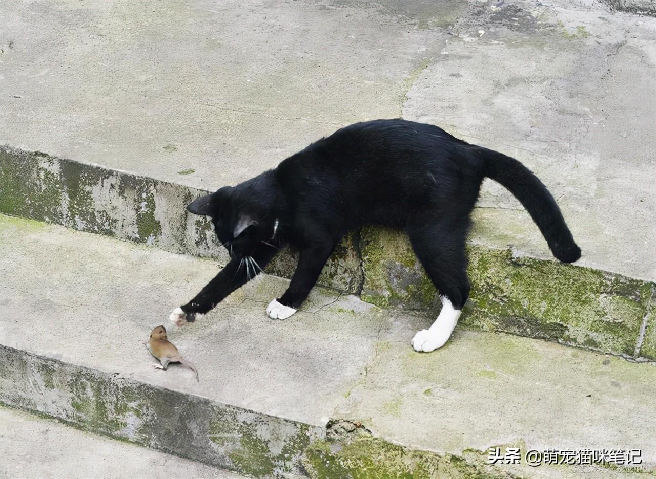 中华田园猫多少种颜色