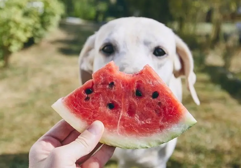 狗狗可以吃火龙果吗为什么