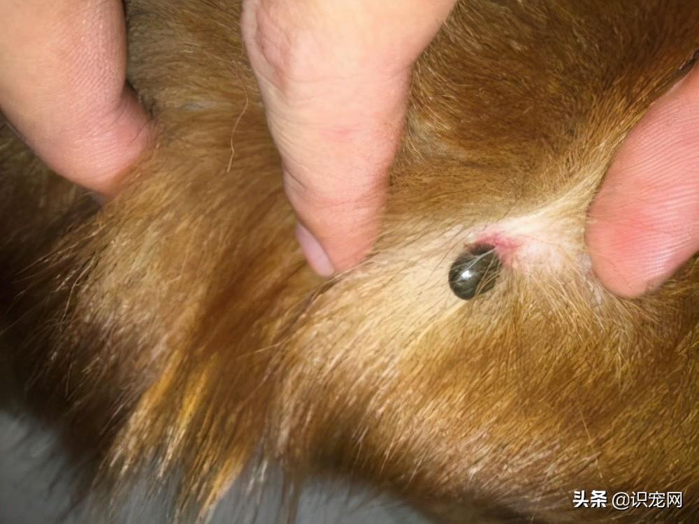 怎么清理狗狗身上的蜱虫