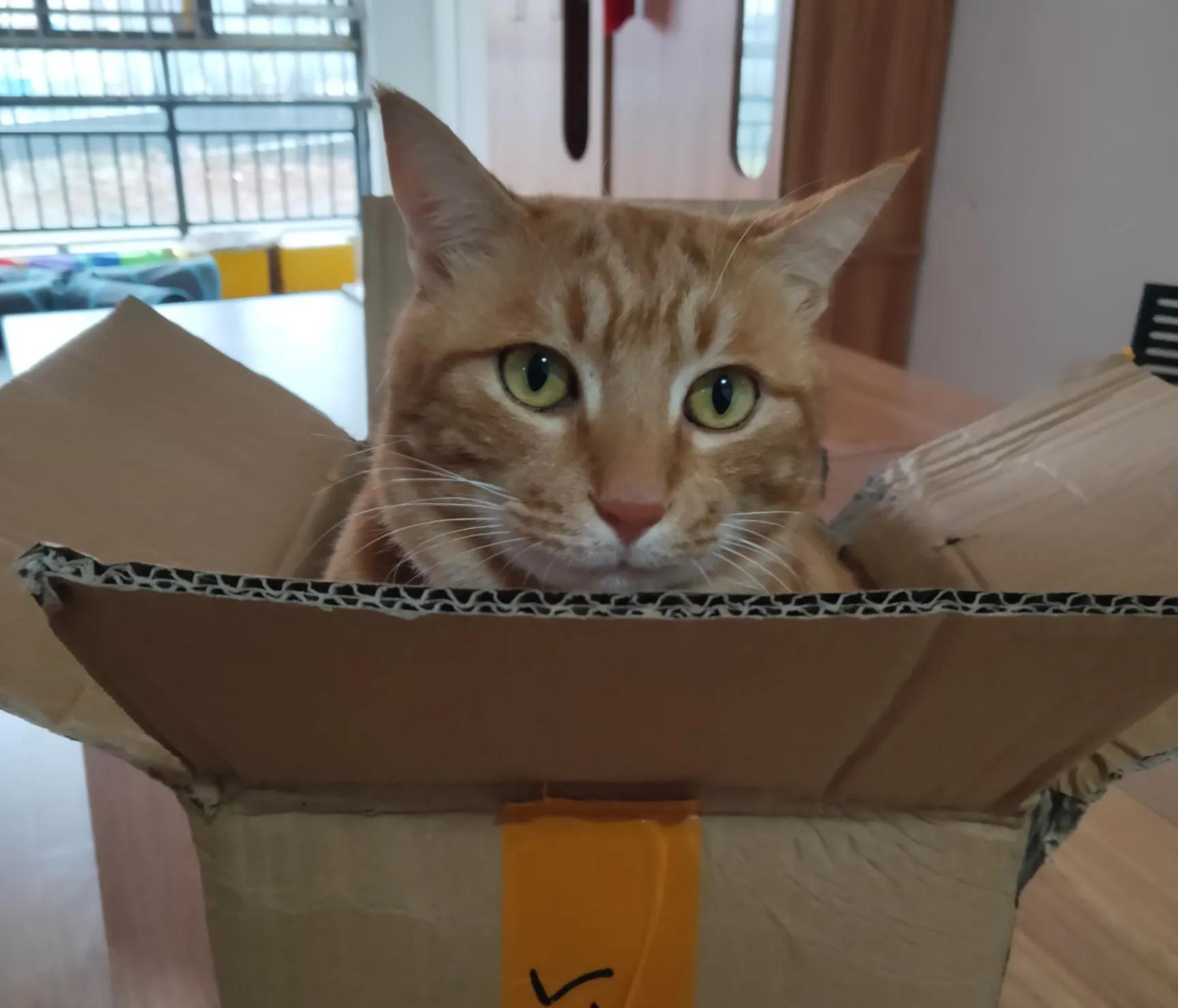 猫咪脱肛什么表现