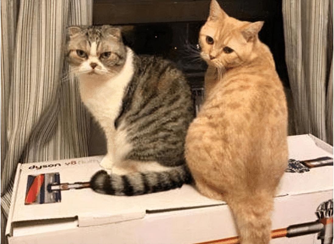 给猫配种一般需要多久