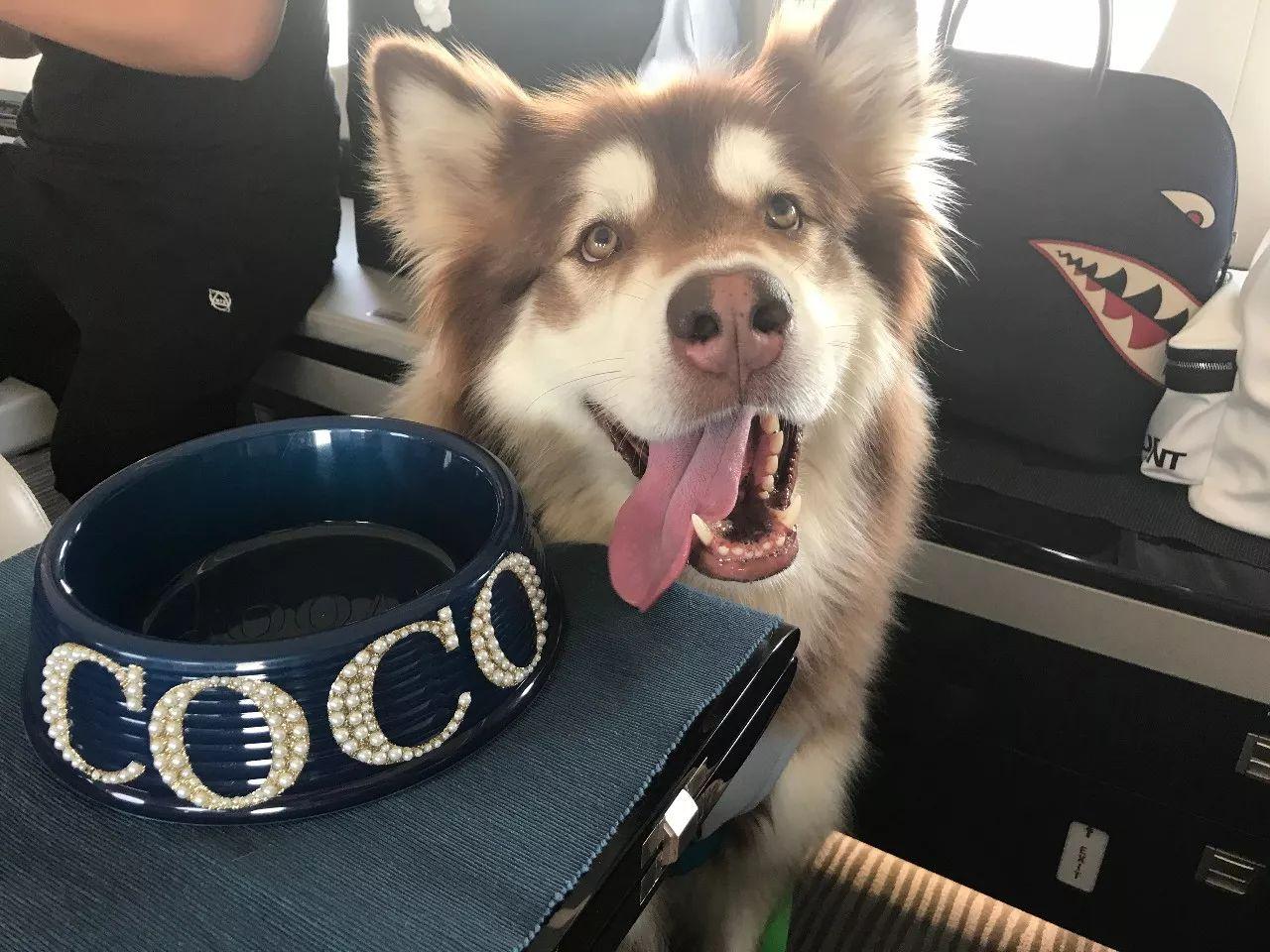 淘宝哪家宠物猫店好