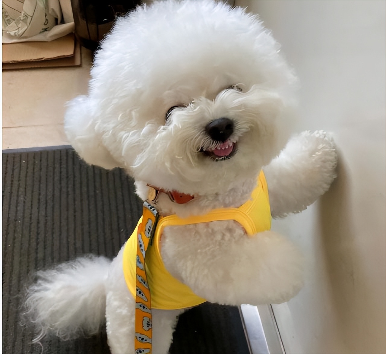 阿富汗猎犬国内价格多少