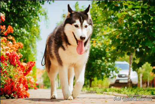 阿拉斯加幼犬怎么喂养方法