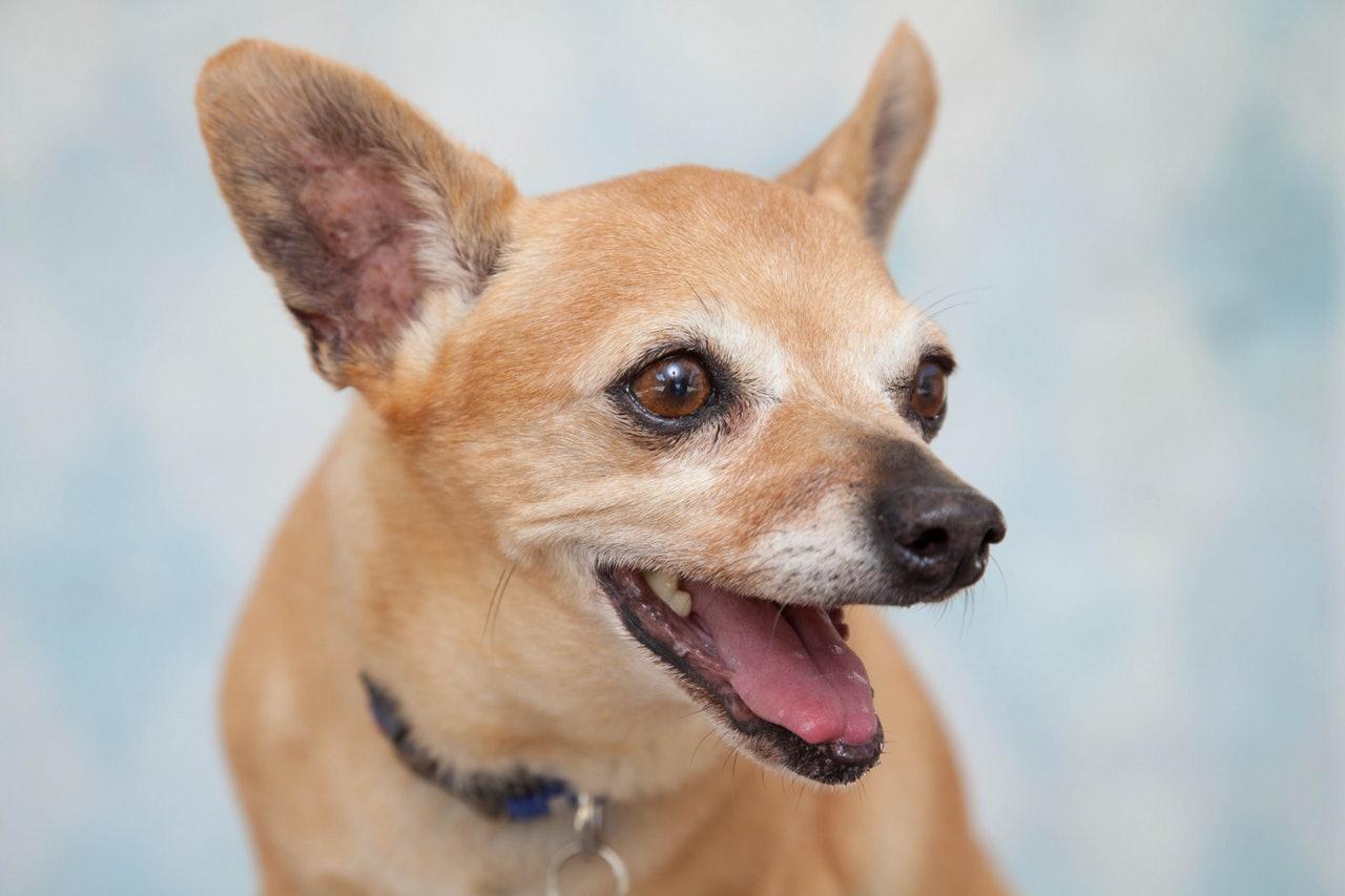 吉娃娃的寿命一般是多久